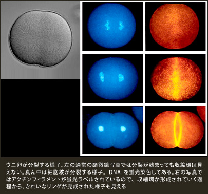 ウニ卵が分裂する様子。左の通常の顕微鏡写真では分裂が始まっても収縮環は見えない。真ん中は細胞核が分裂する様子。DNAを蛍光染色してある。右の写真ではアクチンフィラメントが蛍光ラベルされているので、収縮環が形成されていく過程から、きれいなリングが完成された様子も見える