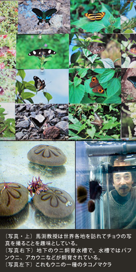 （写真・上）馬渕教授は世界各地を訪れてチョウの写真を撮ることを趣味としている。（写真右下）地下のウニ飼育水槽で。水槽ではバフンウニ、アカウニなどが飼育されている。（写真左下）これもウニの一種のタコノマクラ