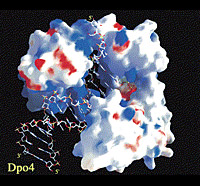 写真：DNAポリメラーゼの構造
