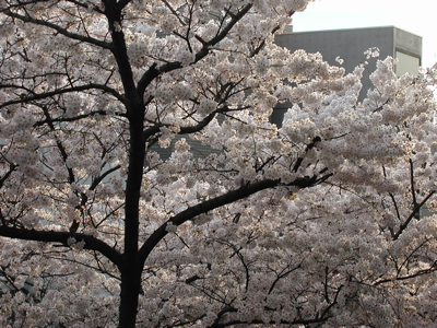 [cherry trees from the window of my office]