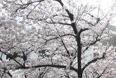 [sakura]