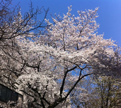 [sakura]